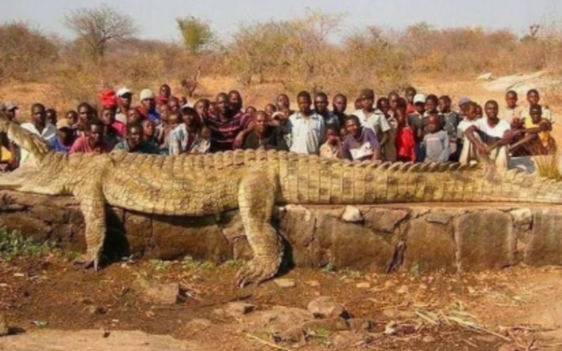 Crocodilo gigante é capturado na África após desaparecimentos