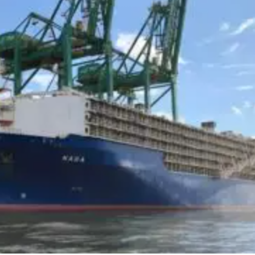 Maior navio boiadeiro do mundo parte com mais de 20.000 bovinos do Brasil para a Turquia